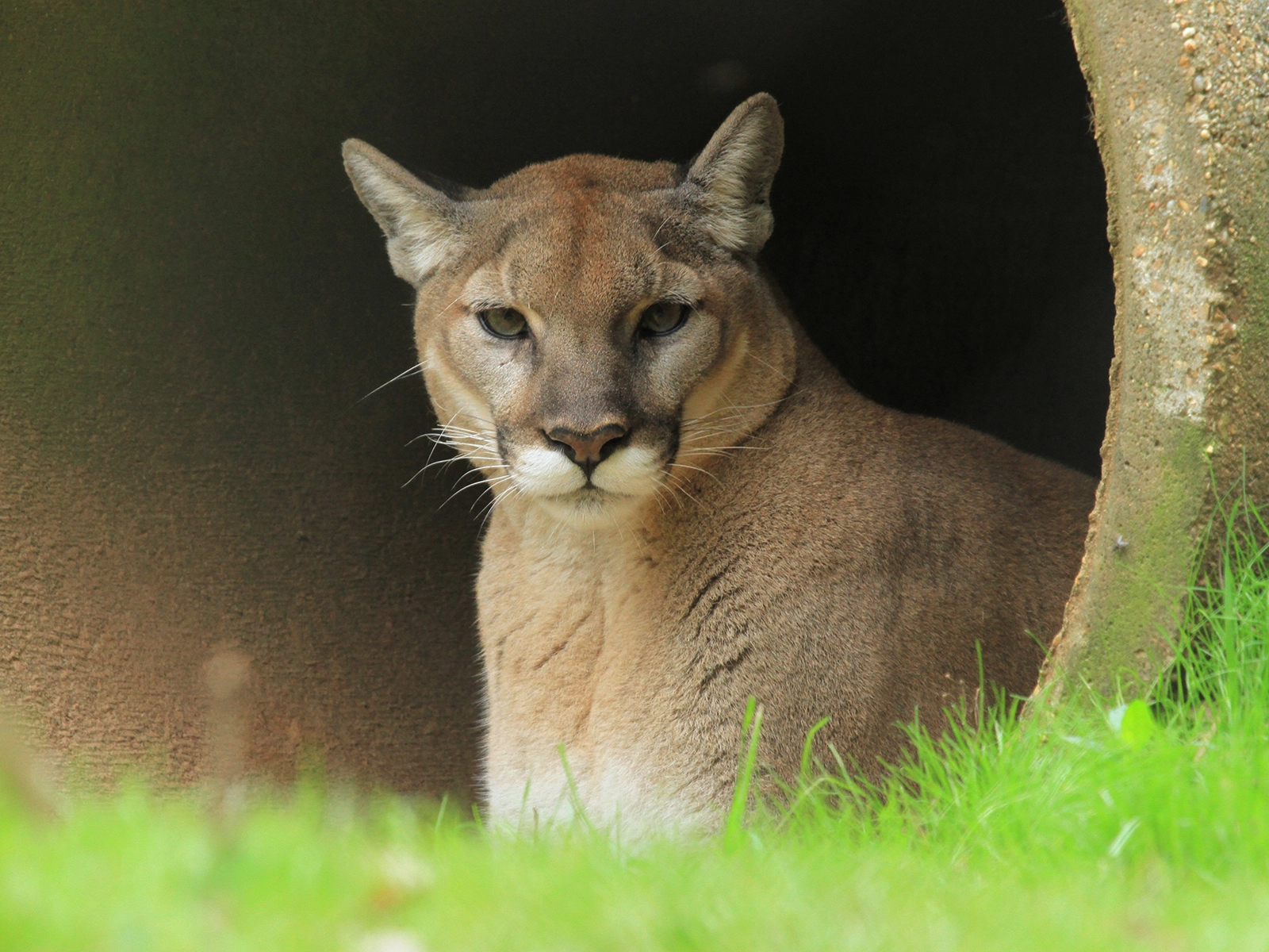 cougar laying down