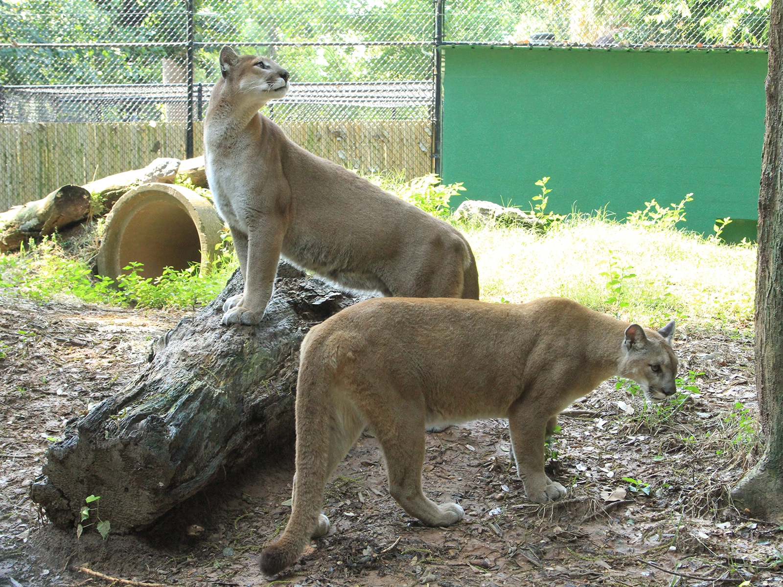 cougars Jack and Diane