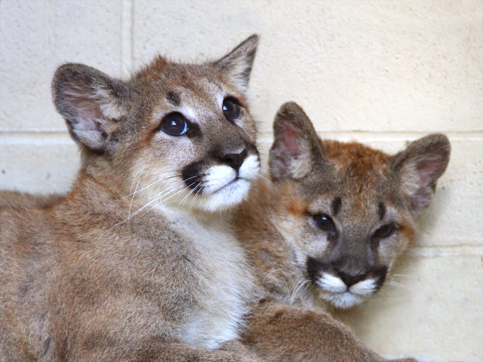 cougars Jack and Diane as cubs