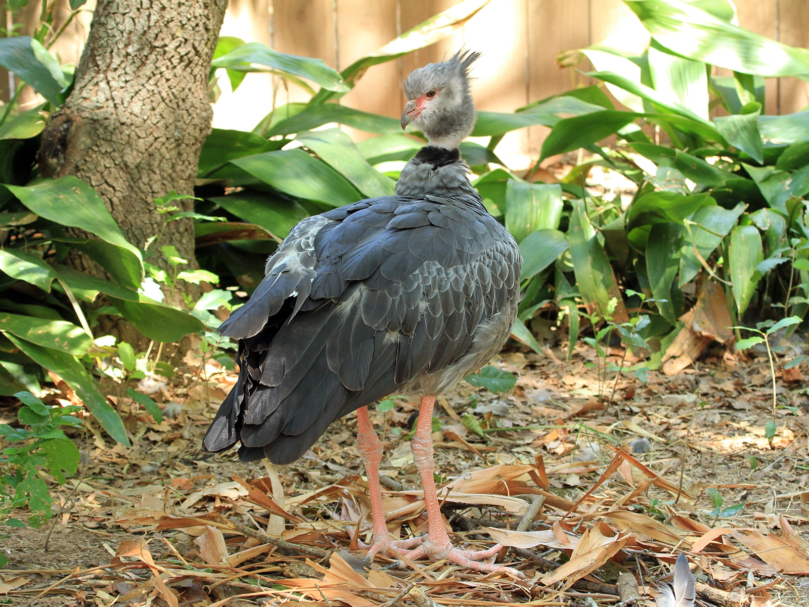 Crested Screamer