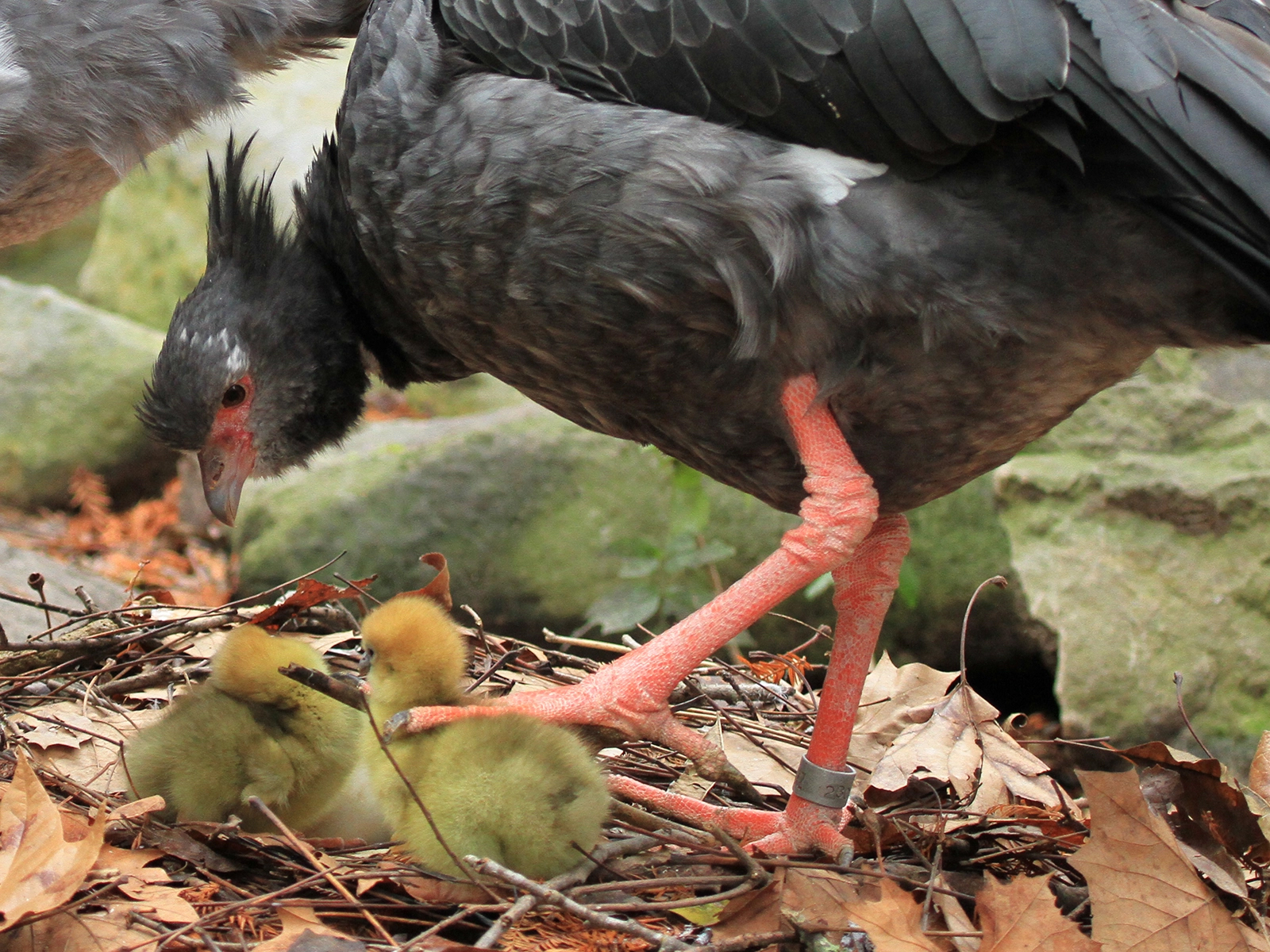 crested screamer with chicks