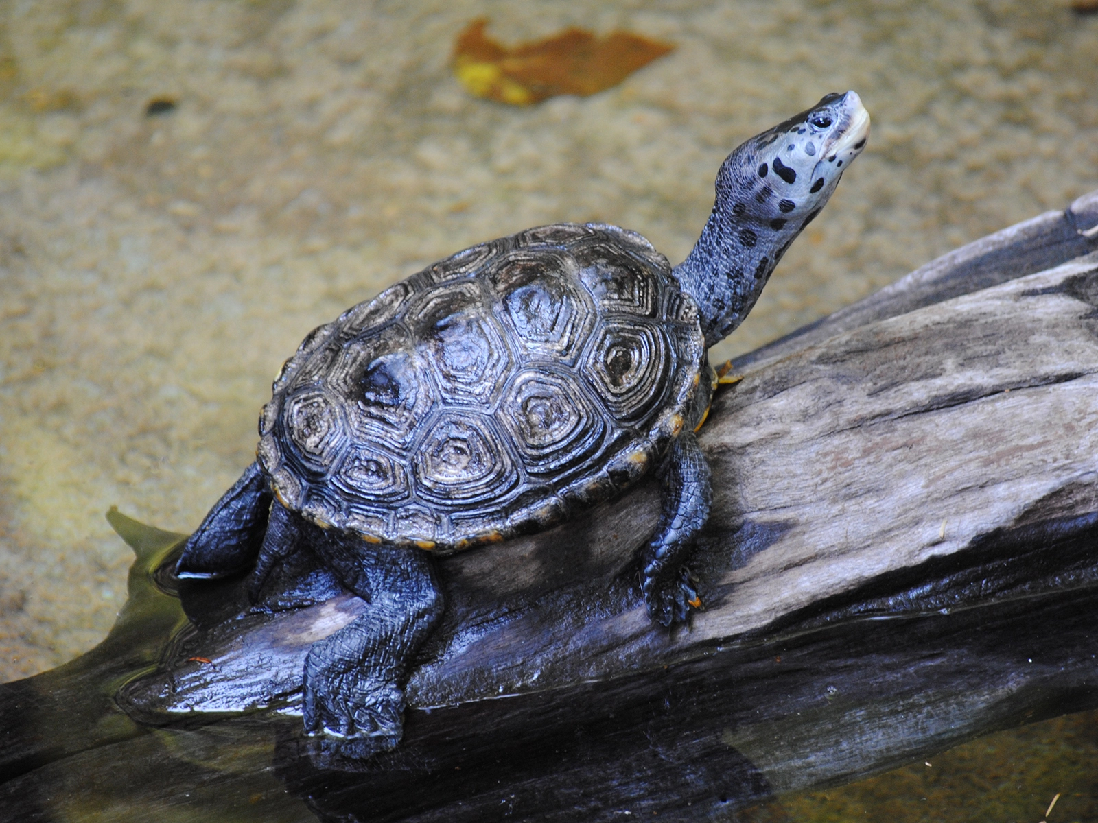 Diamondback Terrapin