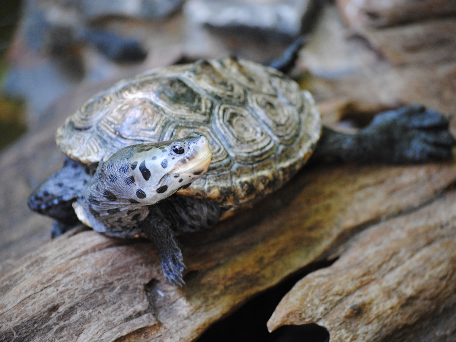 diamondback terrapin