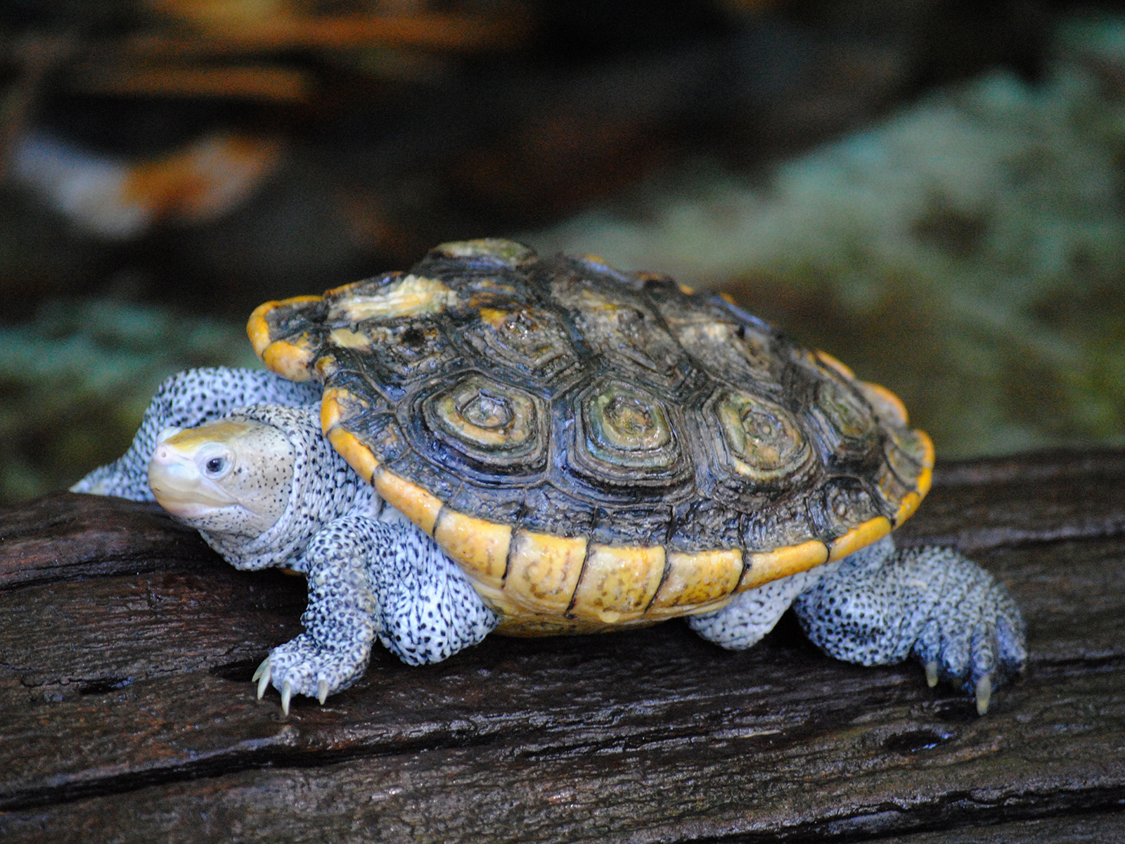 diamondback terrapin
