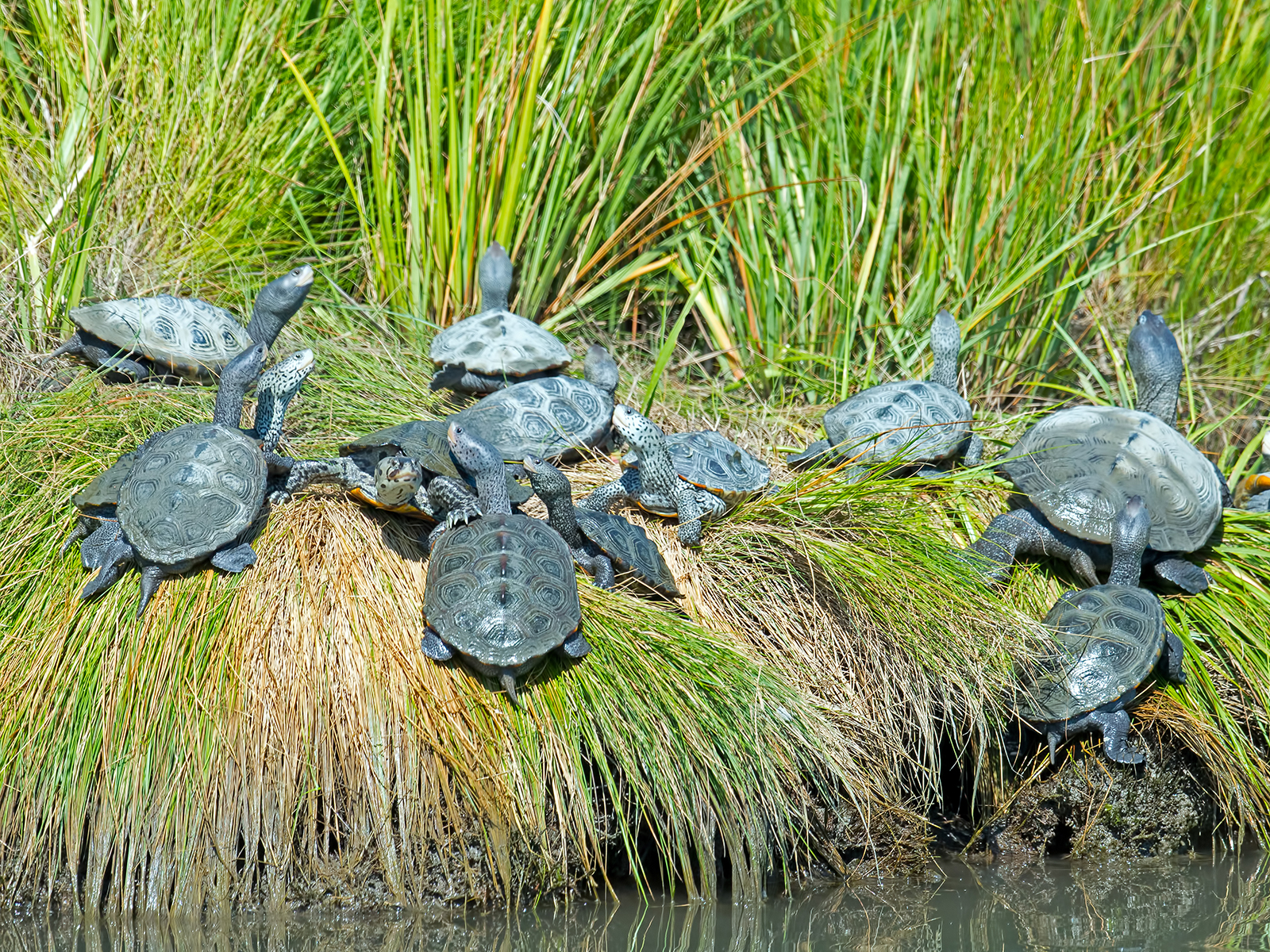 diamondback terrapin