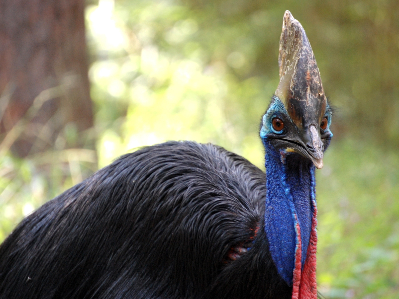 Double-wattled Cassowary