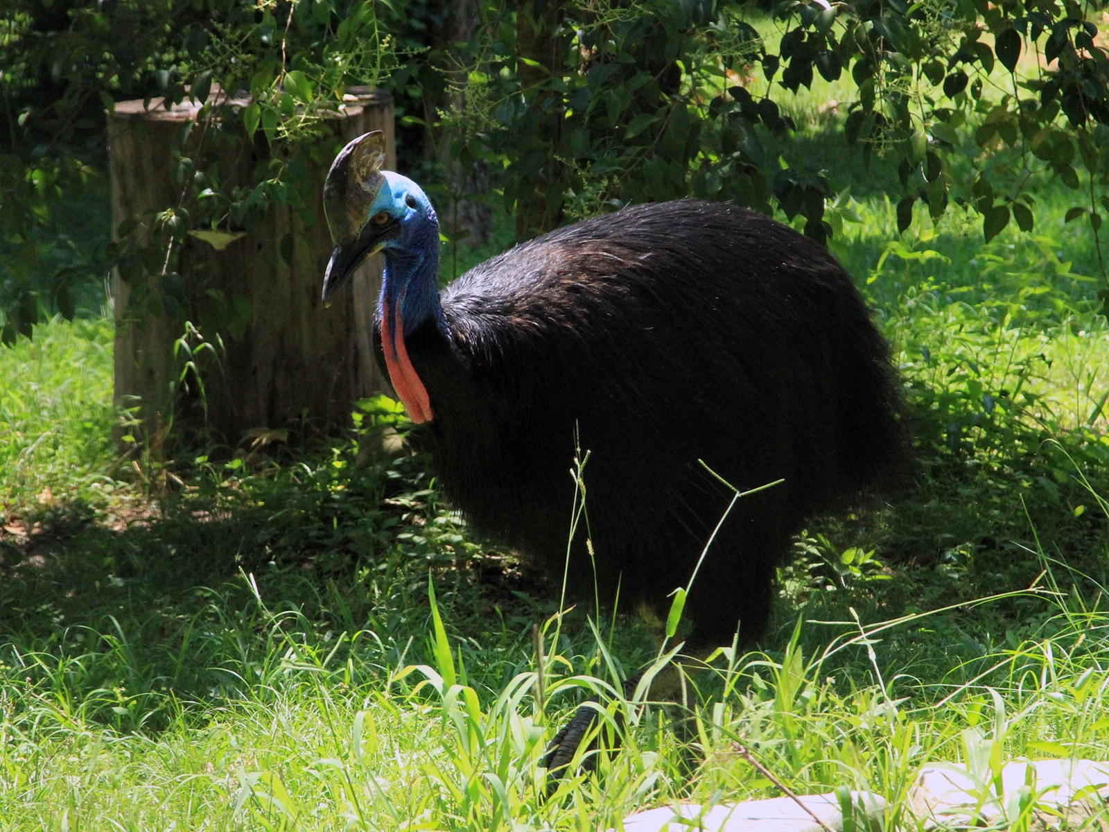 double-wattled cassowary
