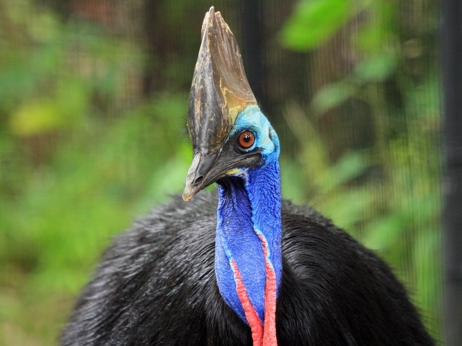 double-wattled cassowary