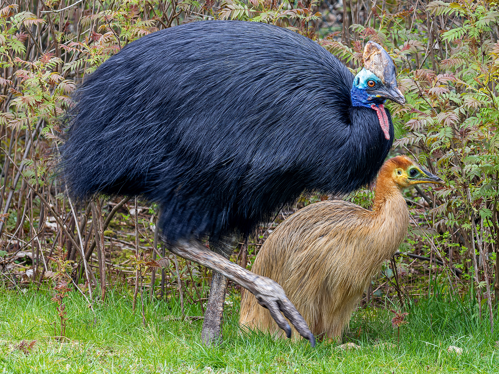 double-wattled cassowary