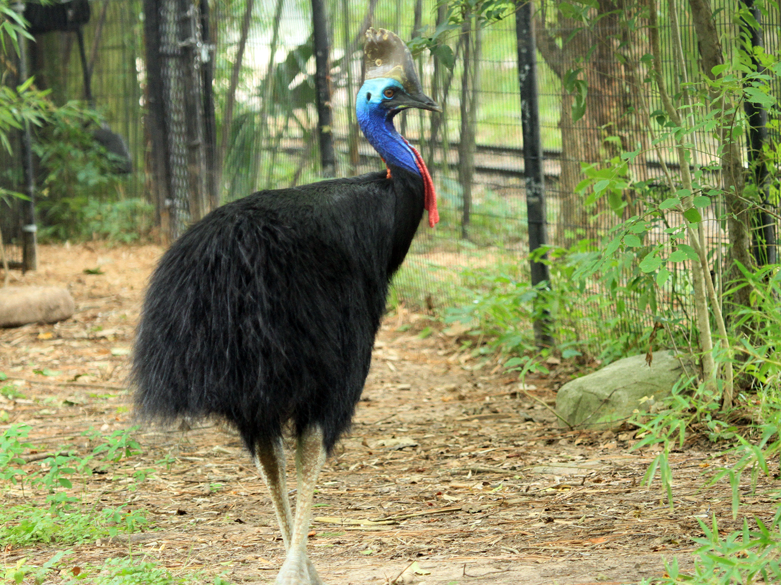 double-wattled cassowary