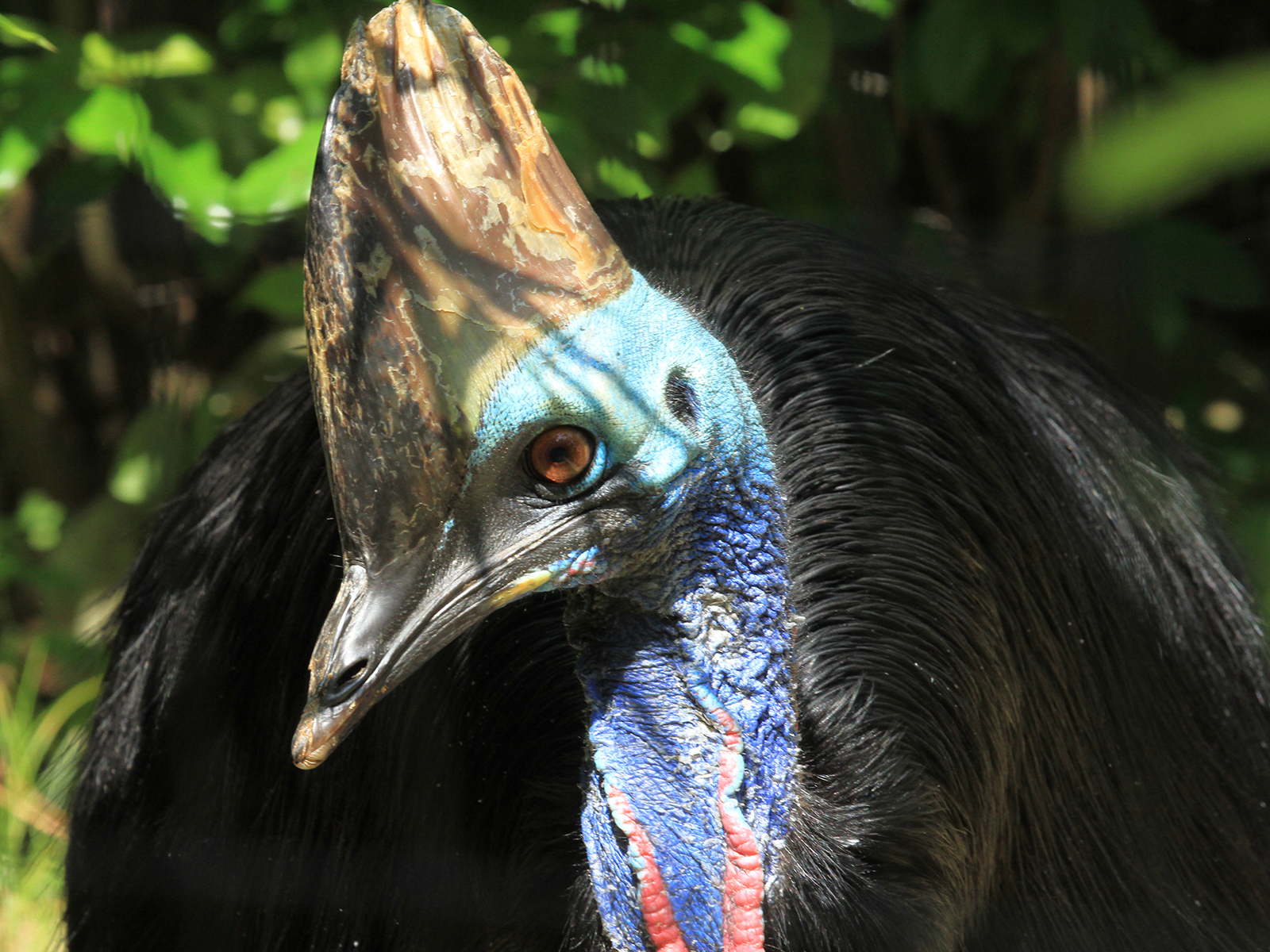 double-wattled cassowary