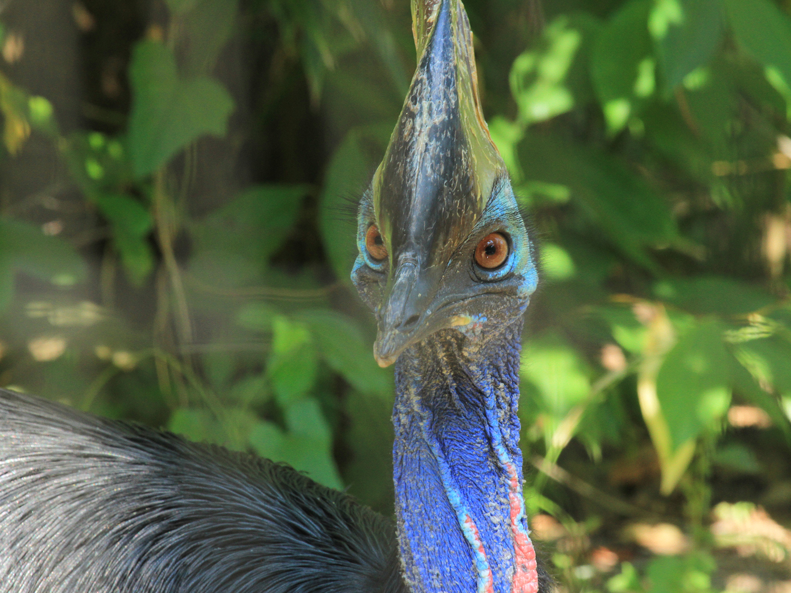 double-wattled cassowary