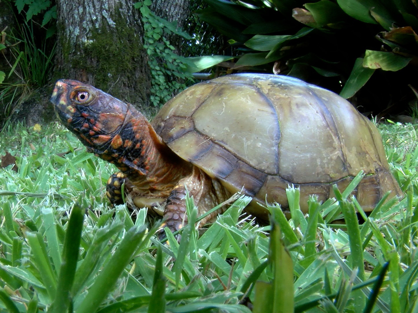 box turtle