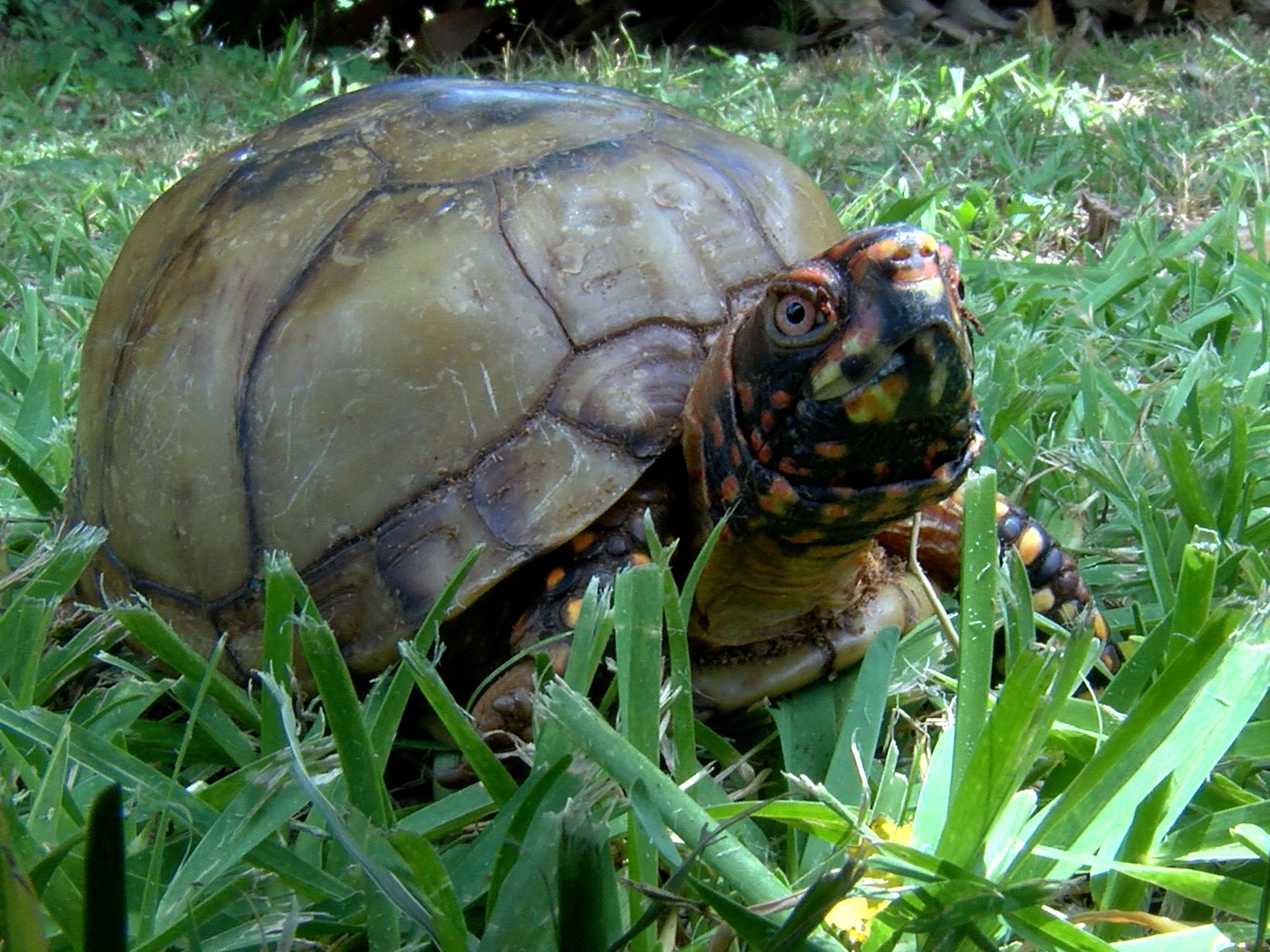 Eastern box turtle