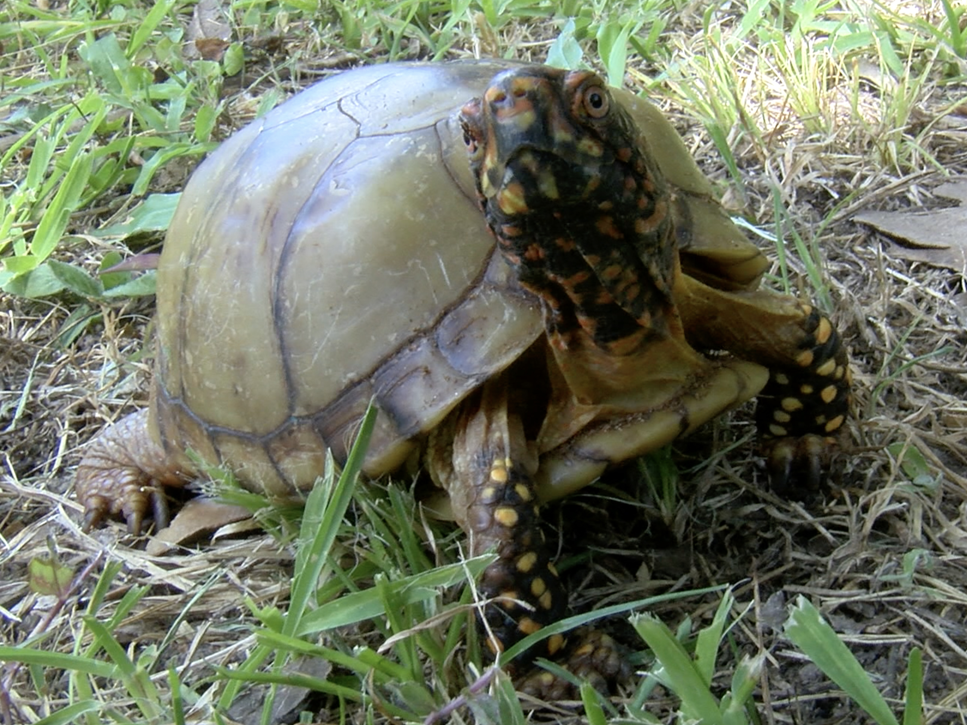 Eastern box turtle