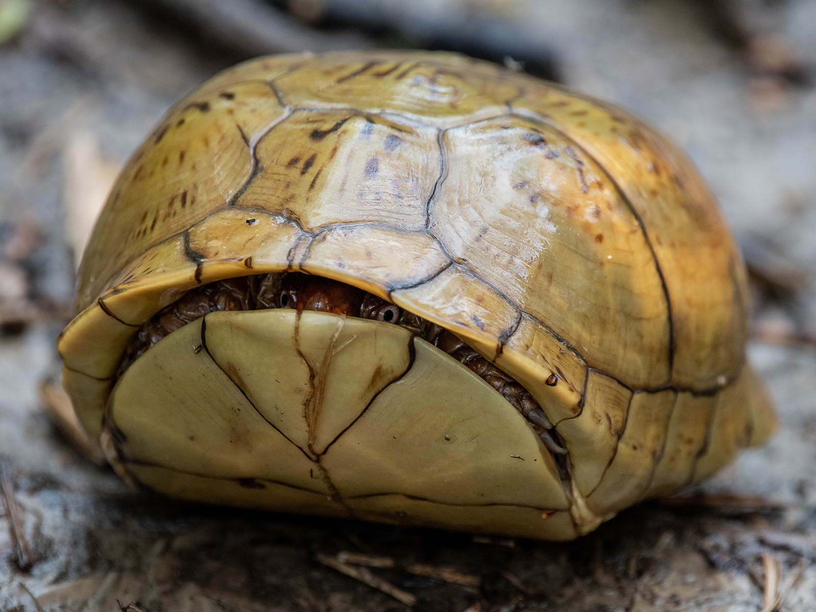 Eastern box turtle