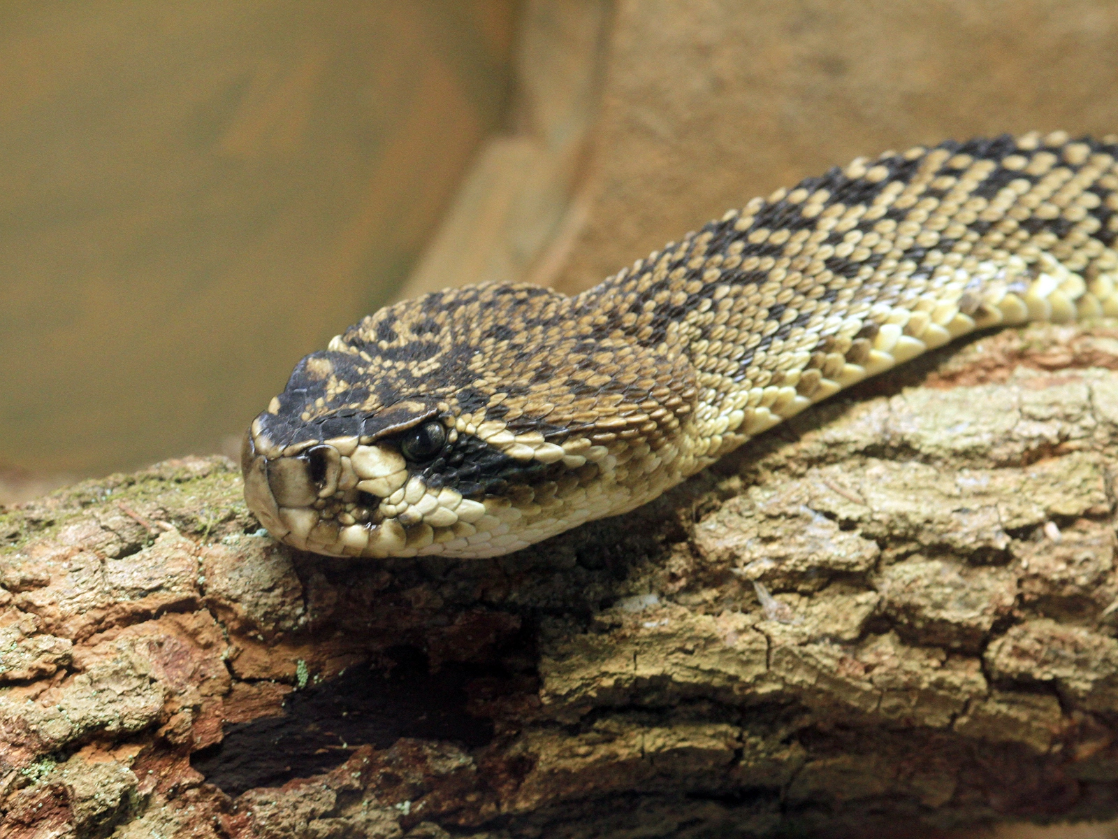 Eastern Diamondback Rattlesnake