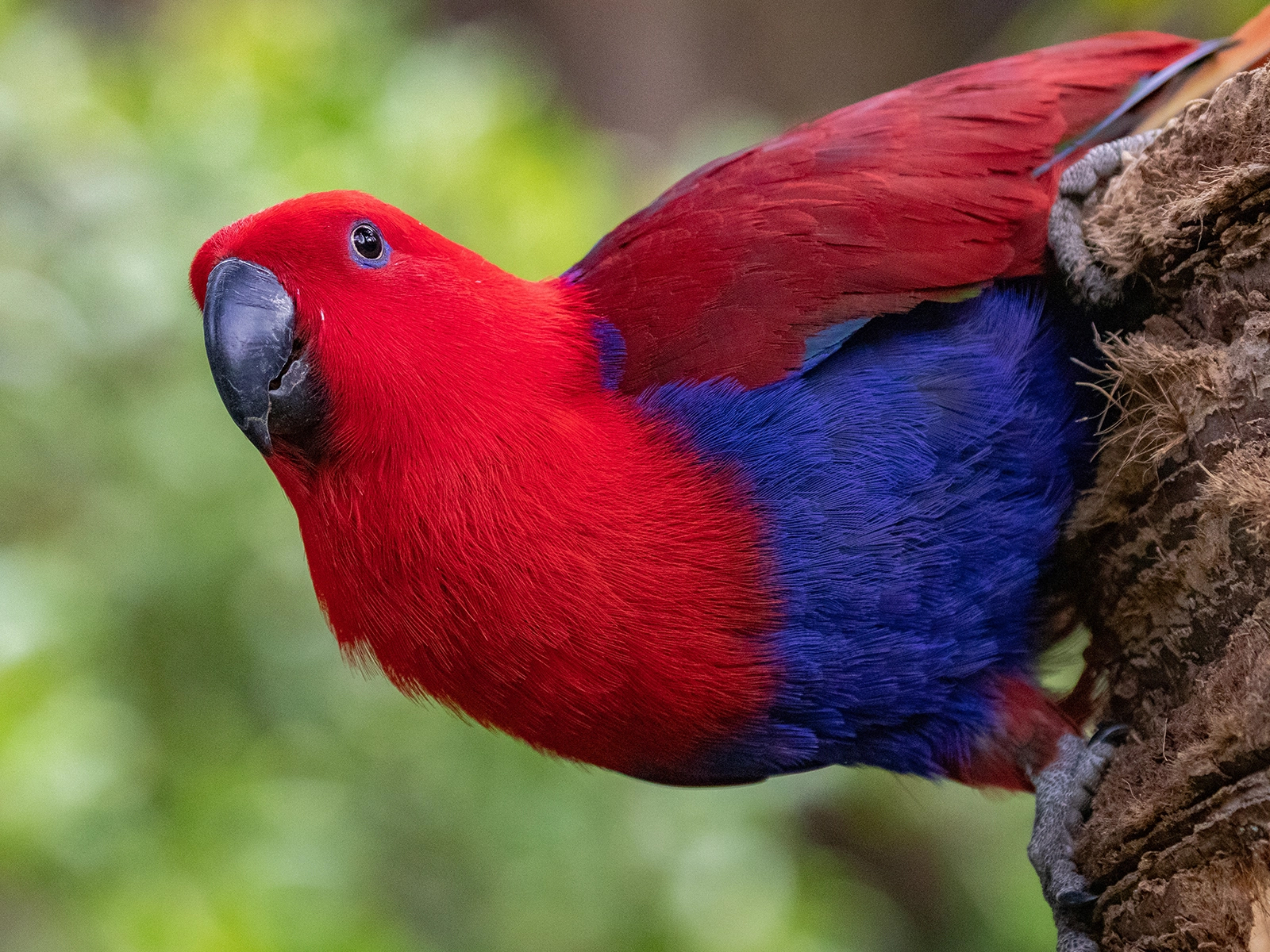 Eclectus Parrot