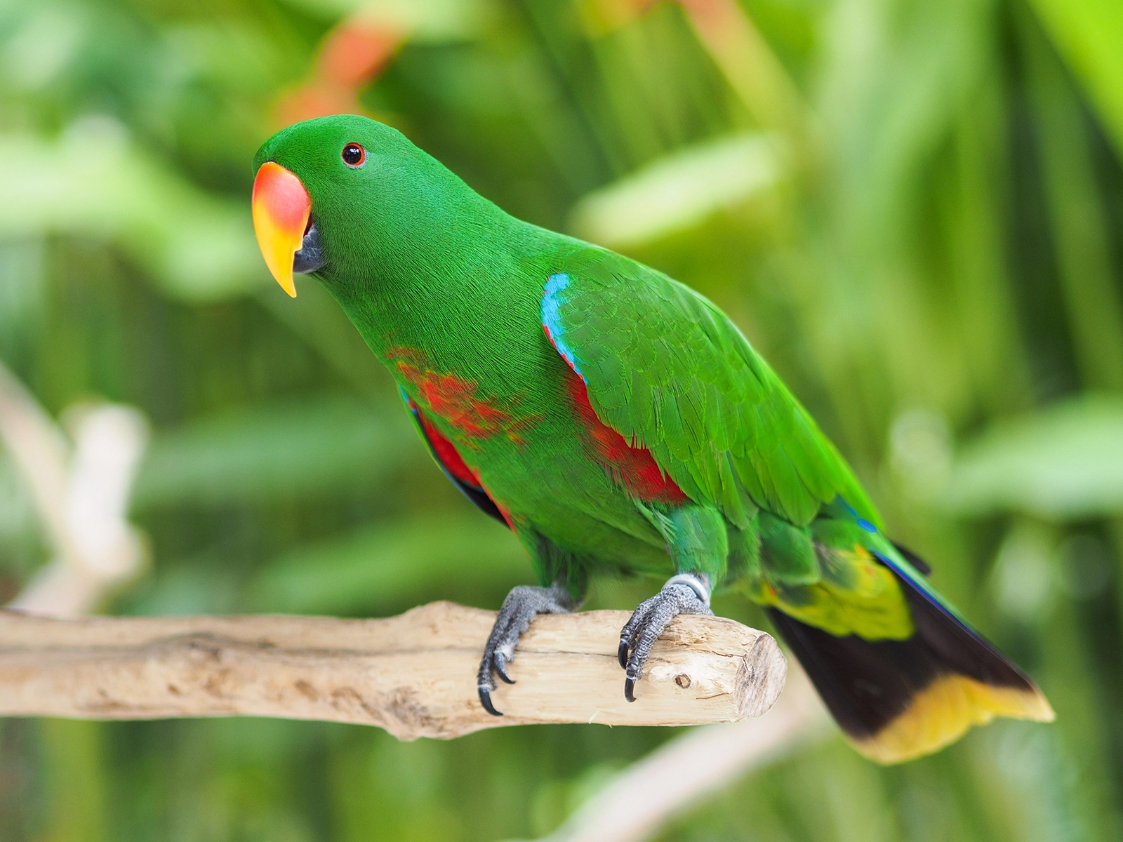 male eclectus parrot