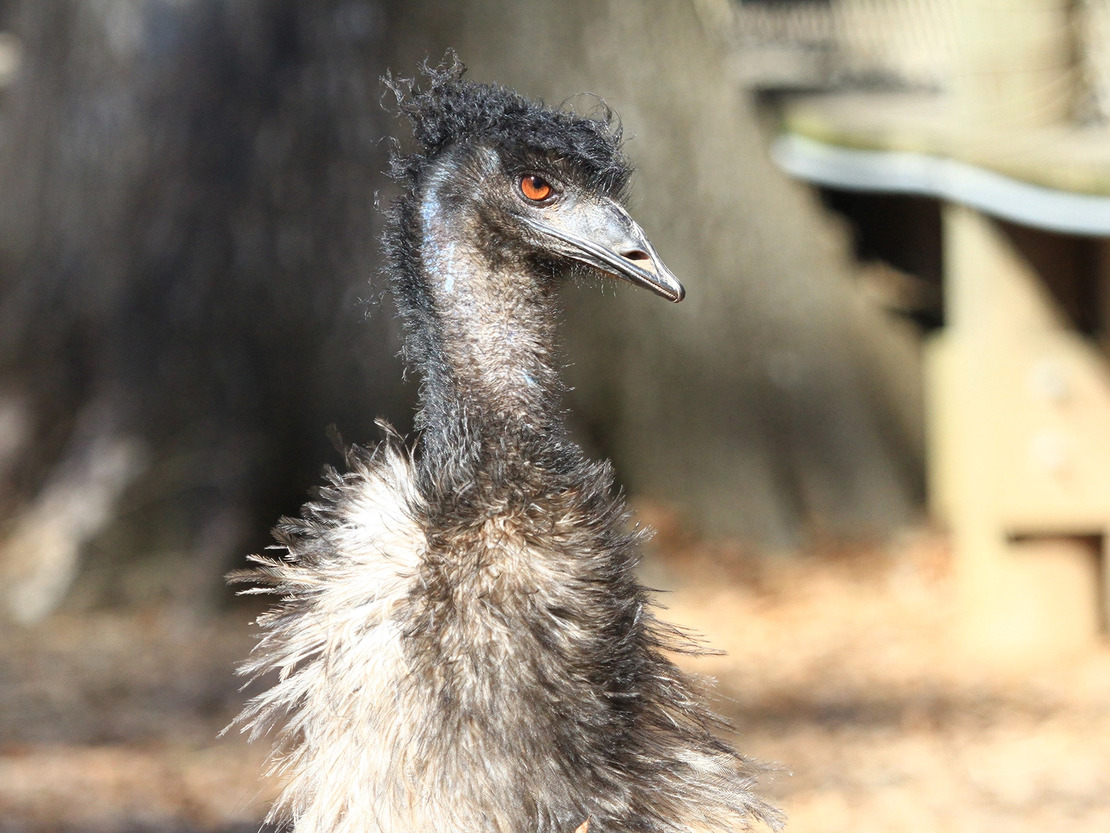 Emu