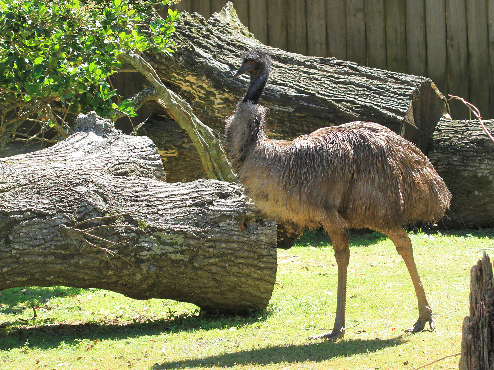emu