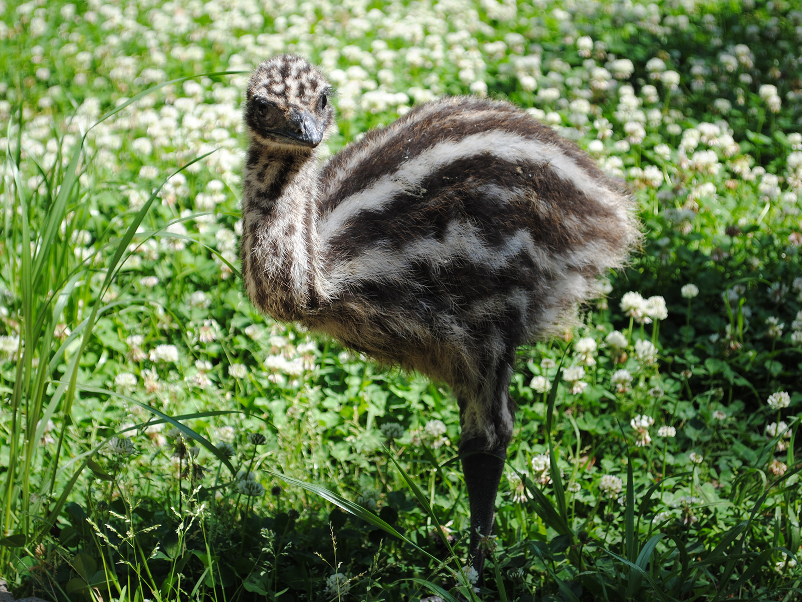 emu chick