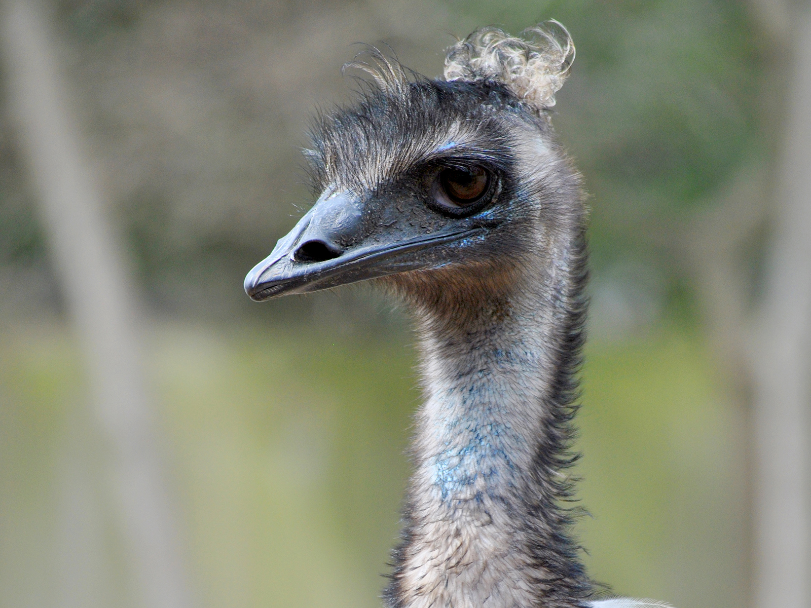 emu