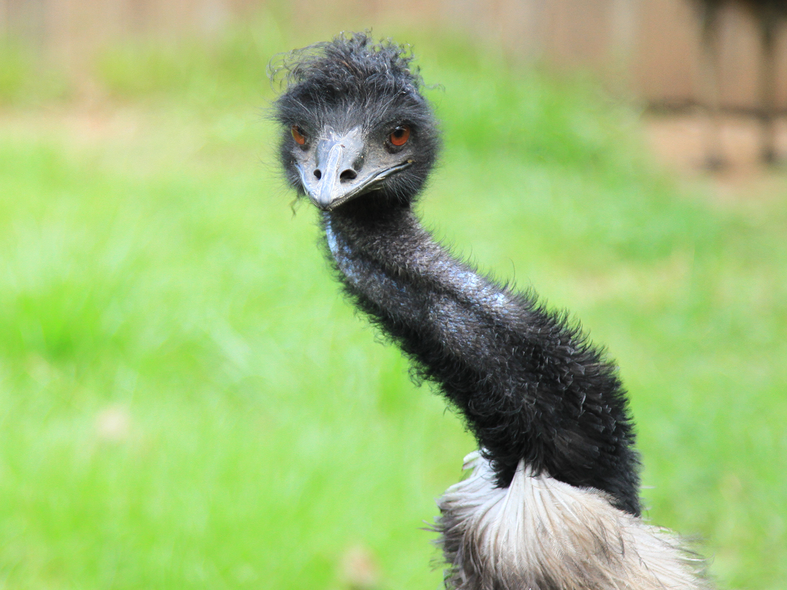 emu