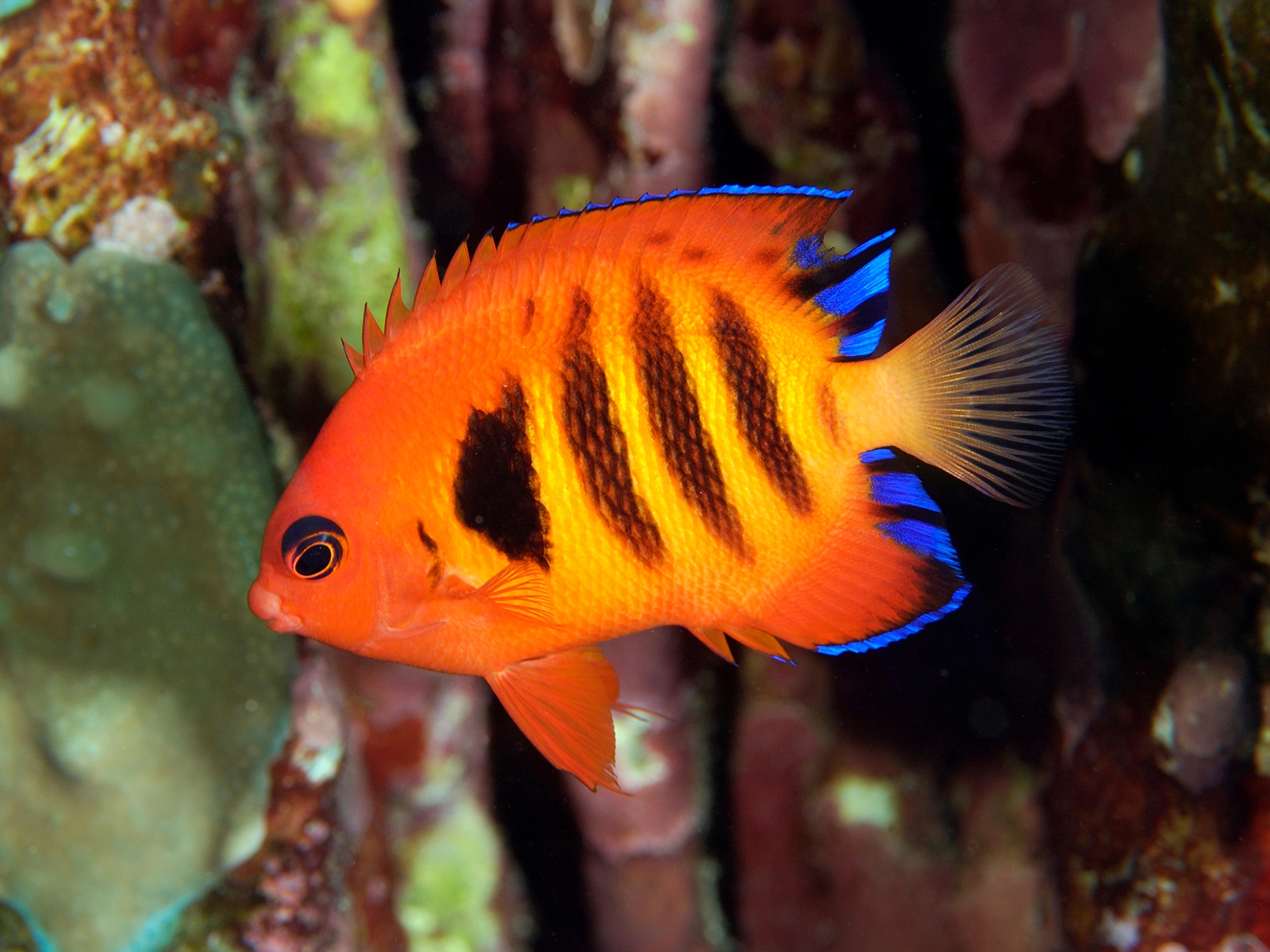 flame angelfish