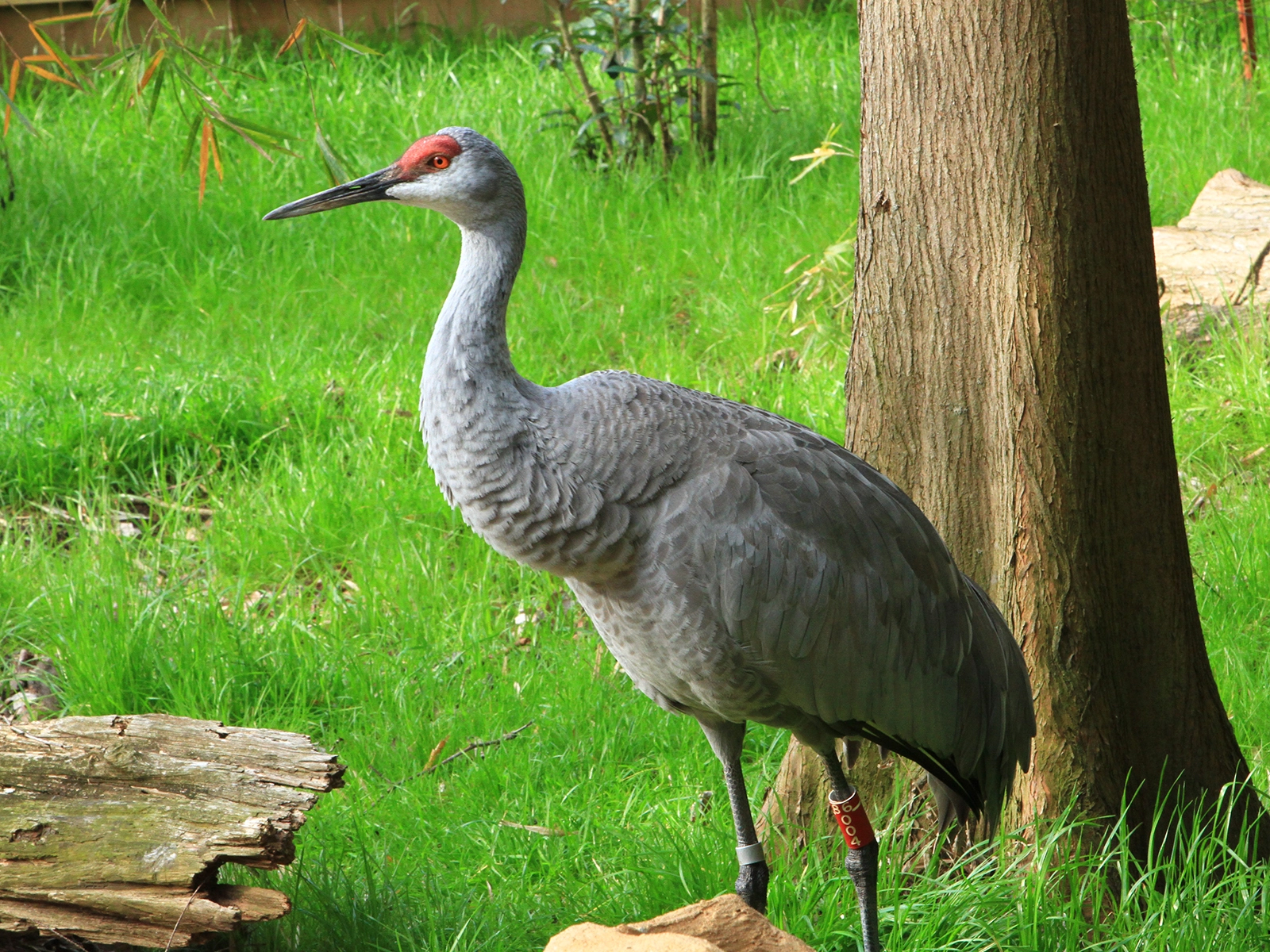 Florida Sandhill Crane