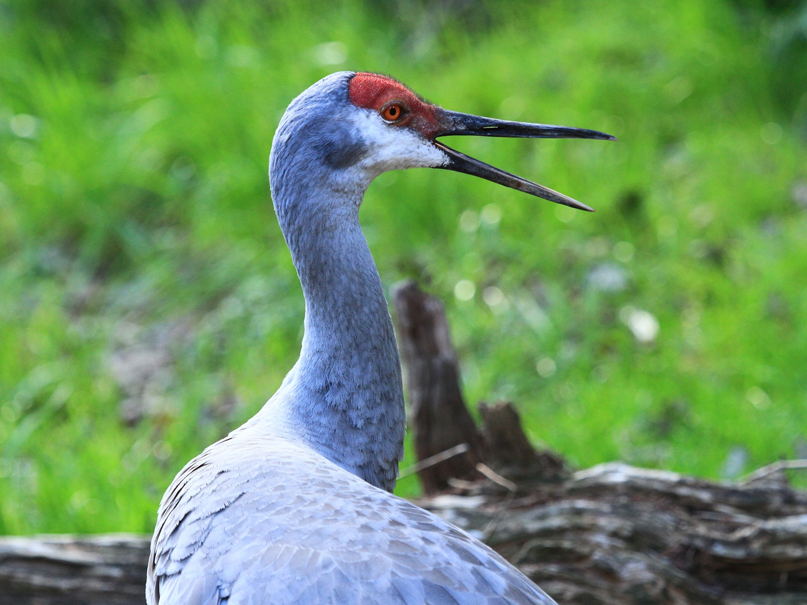 Florida sandhill crane