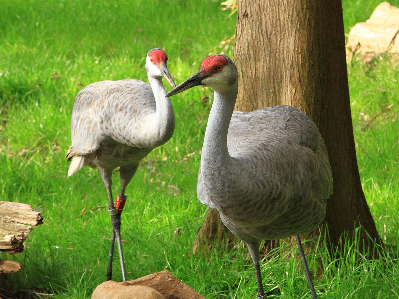 Florida sandhill crane pair