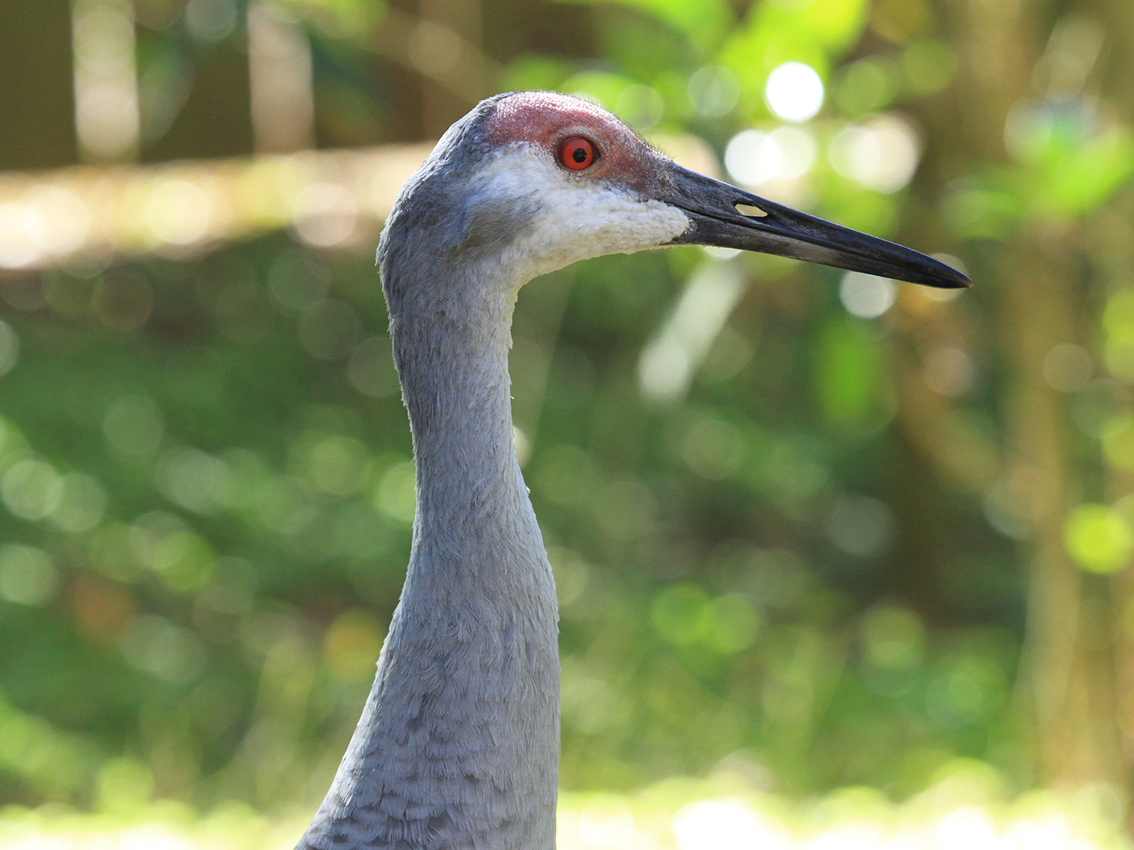 Florida sandhill crane