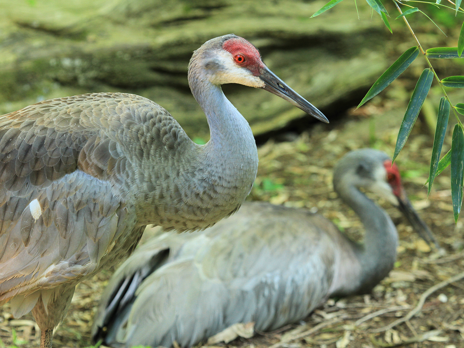 Florida sandhill crane