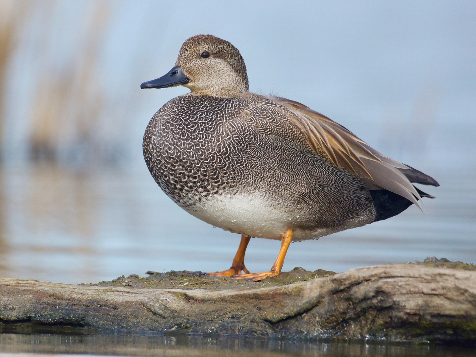 Gadwall