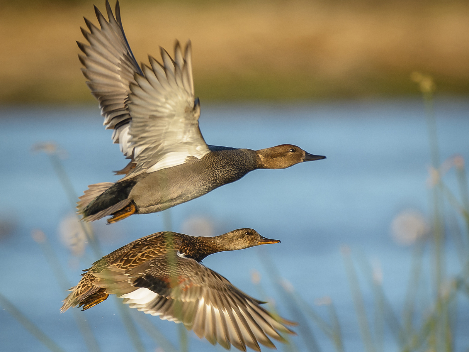 gadwall drake and hen flying
