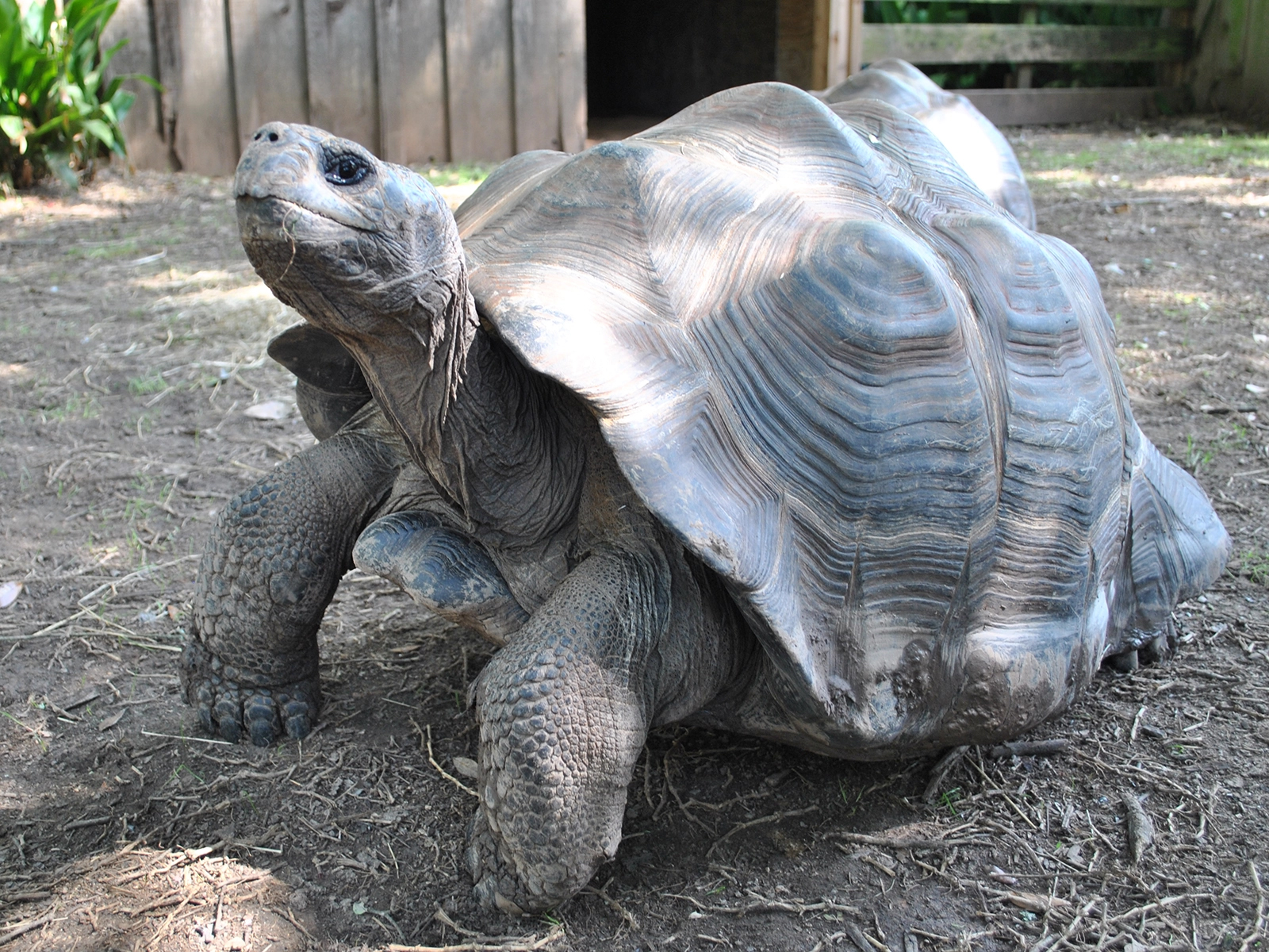 Galapagos Tortoise