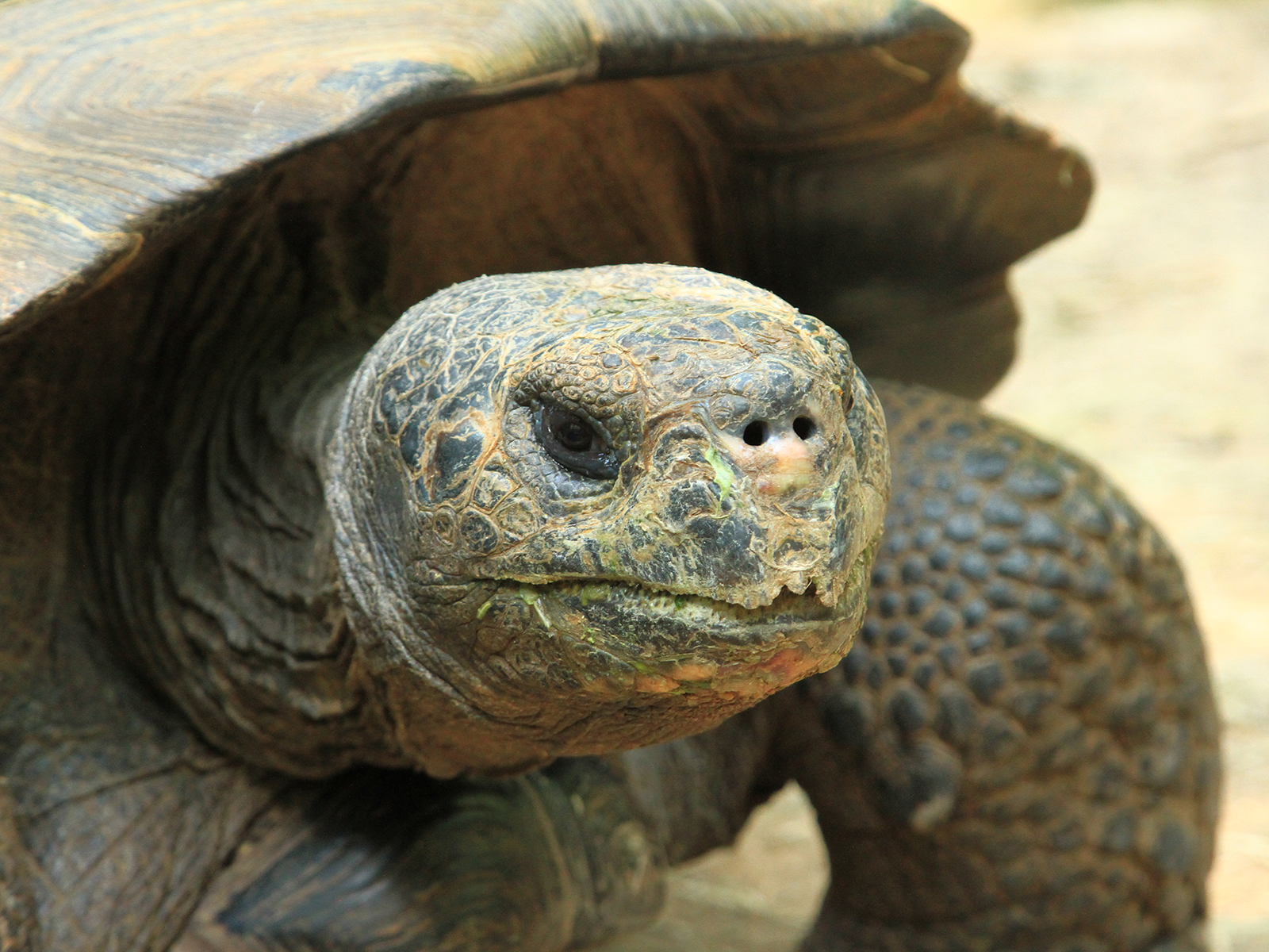 Galapagos tortoise