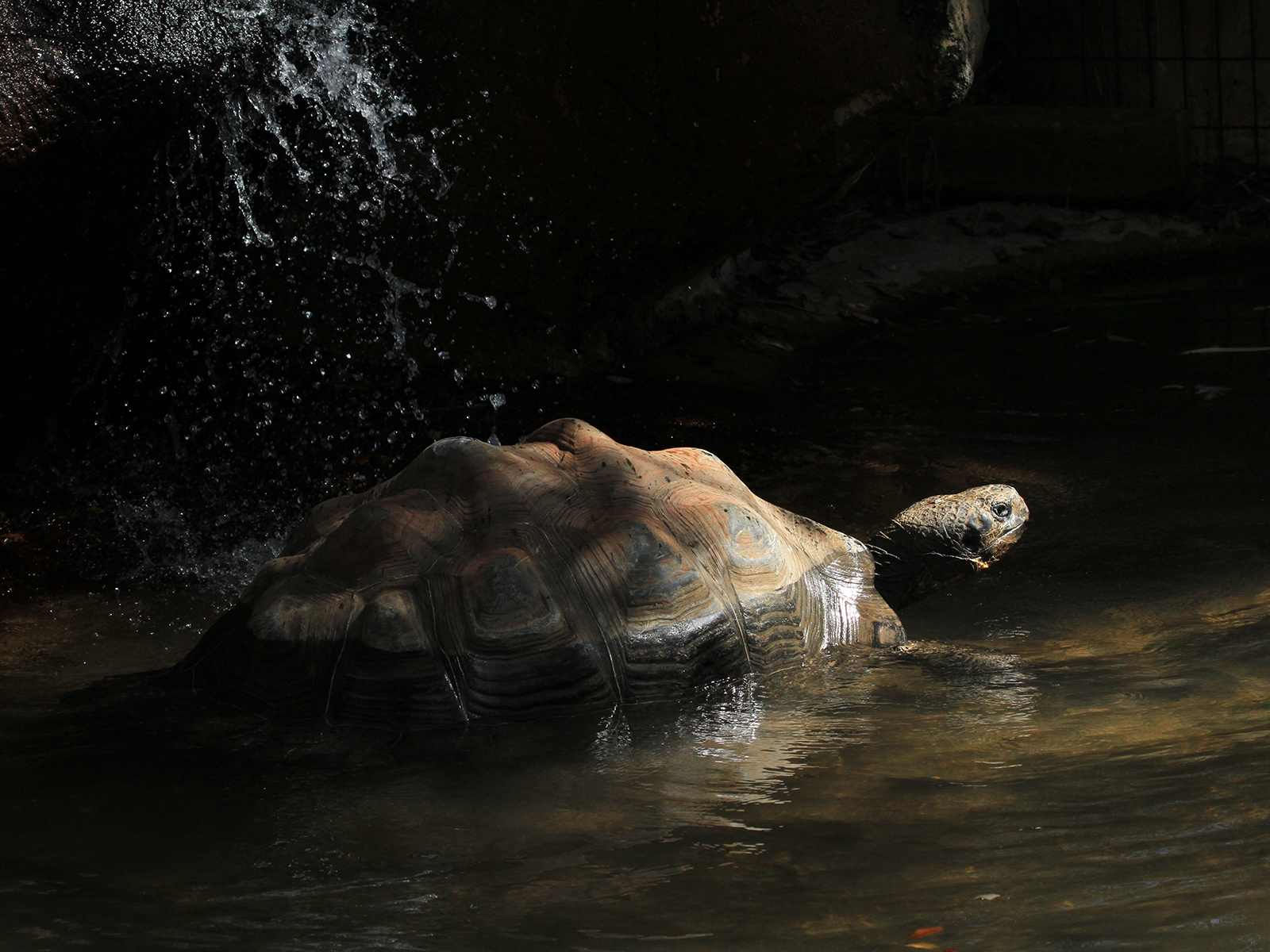 Galapagos tortoise in pond