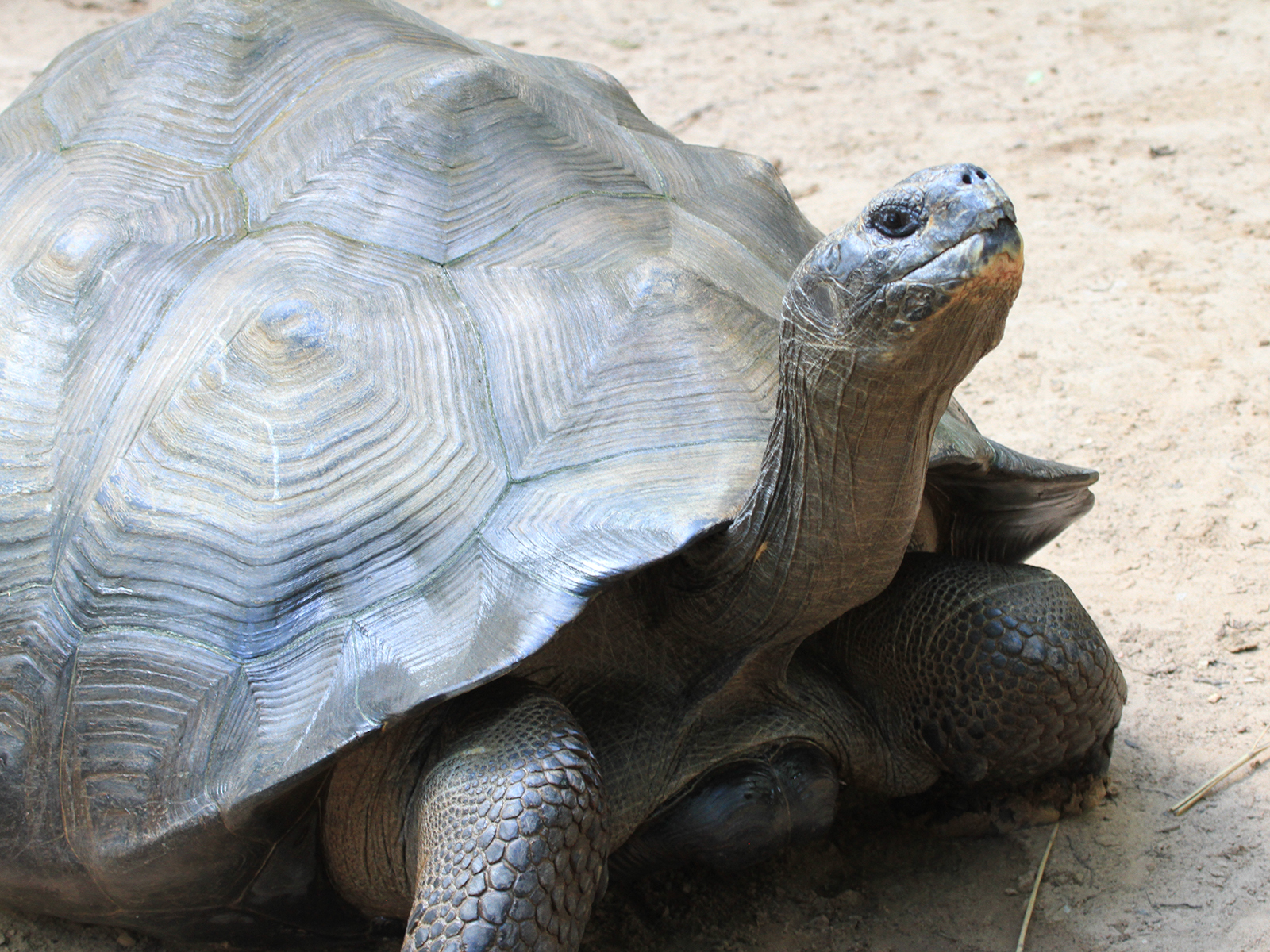 Galapagos tortoise