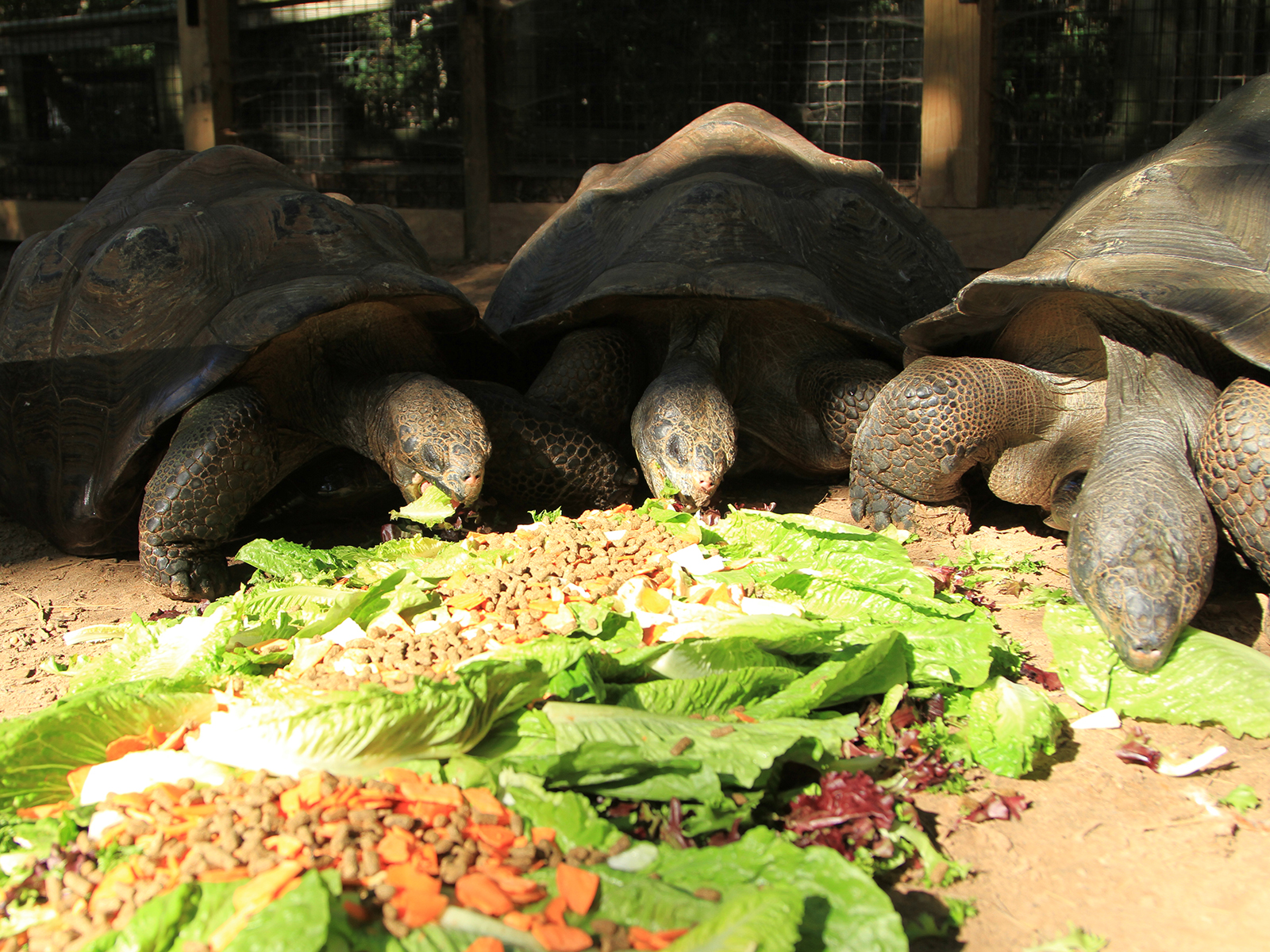Galapagos tortoises eating