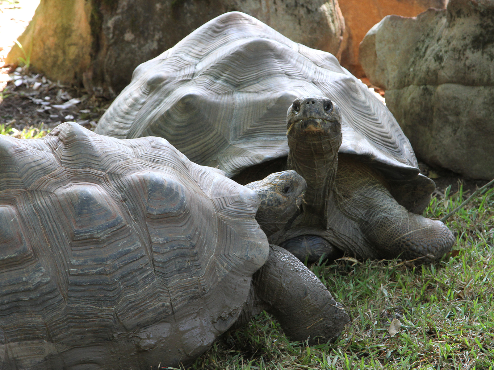 Galapagos tortoise