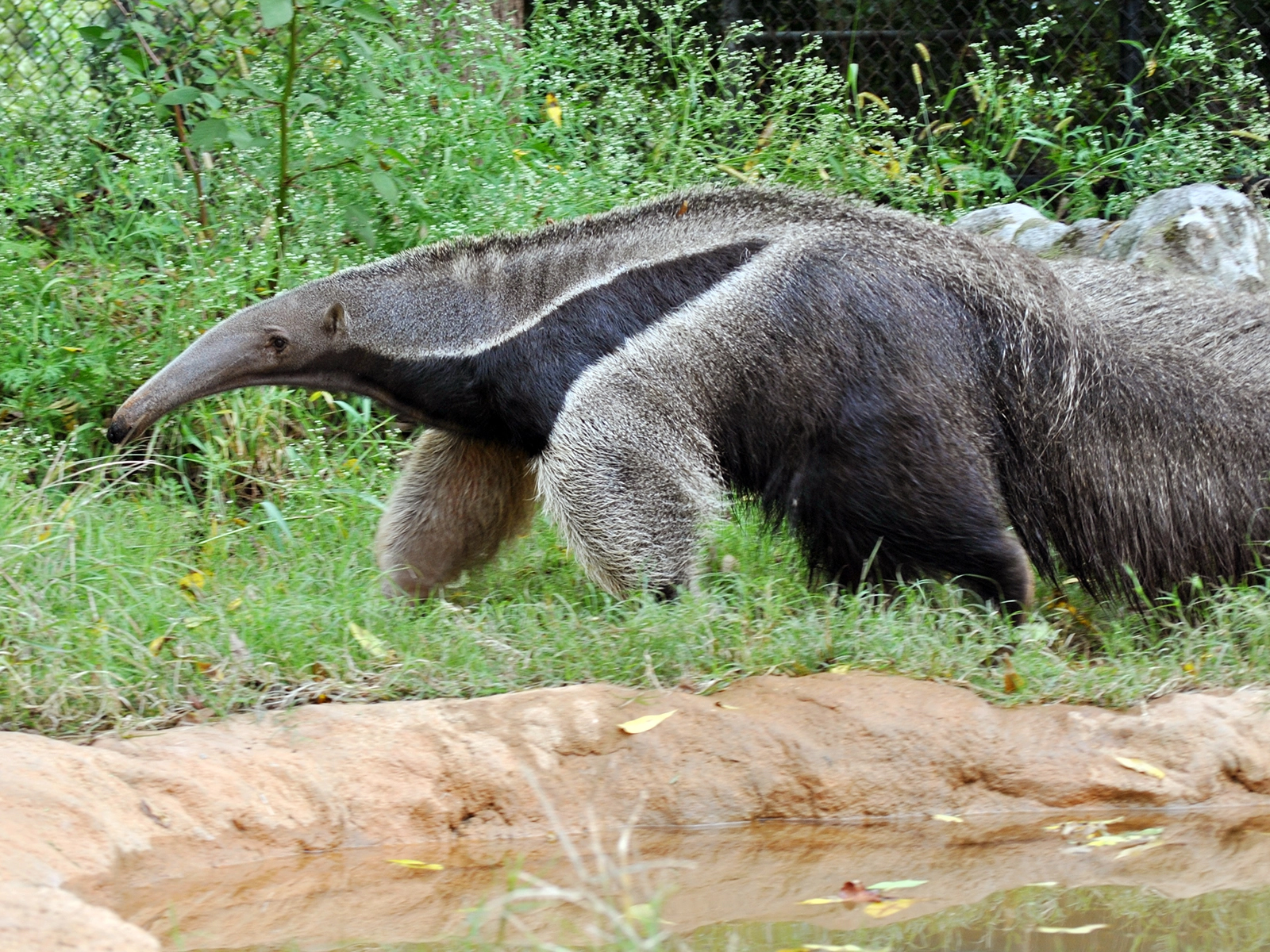 giant anteater by pool