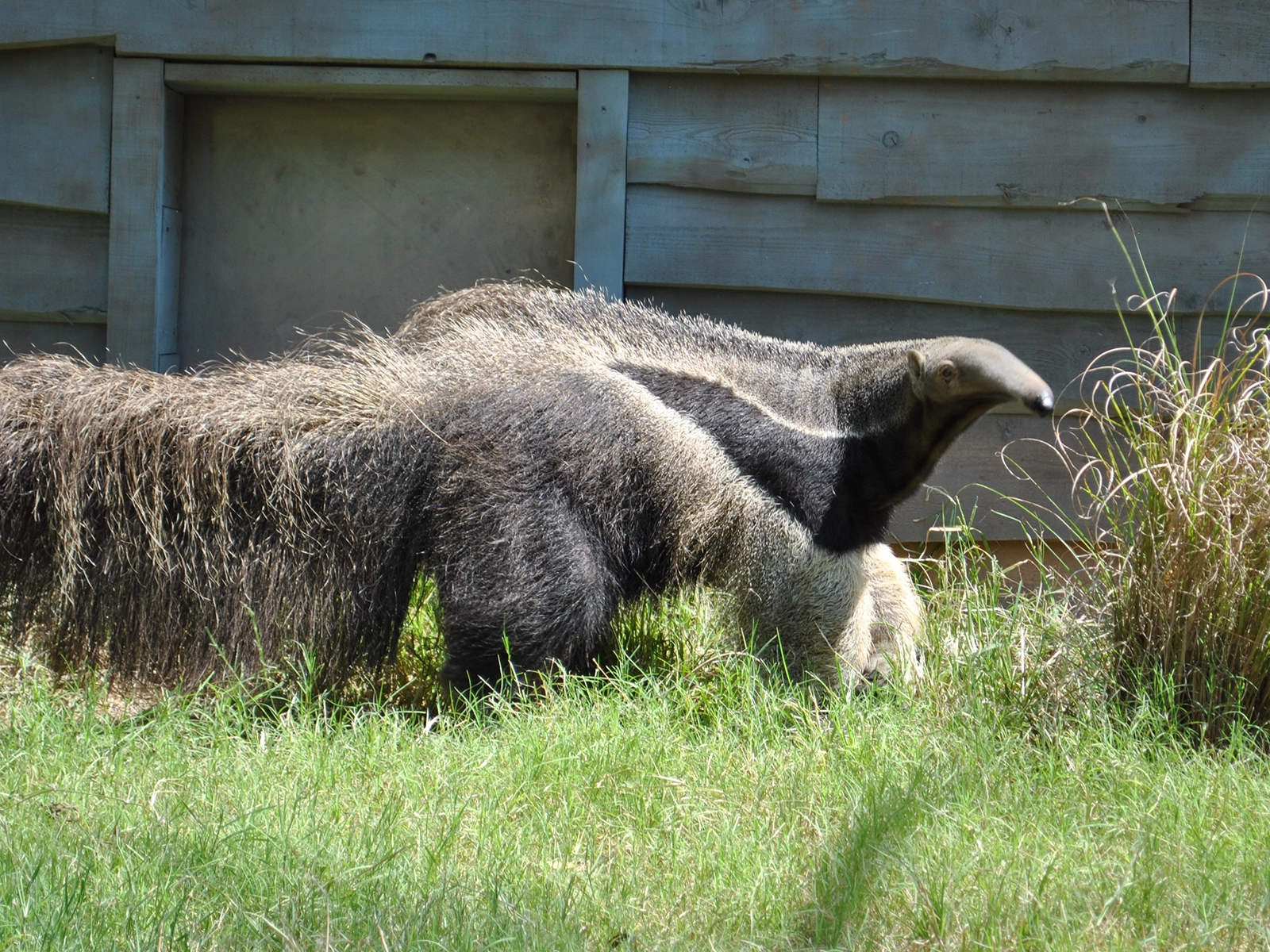 giant anteater in grass