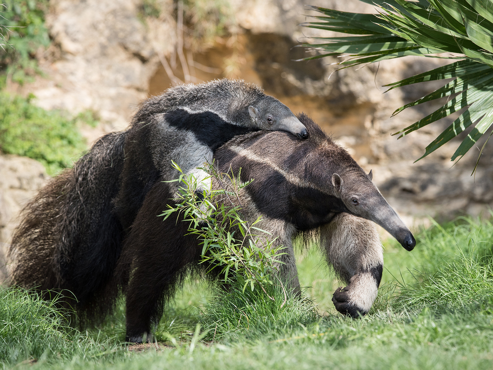 giant anteater with baby riding on its back