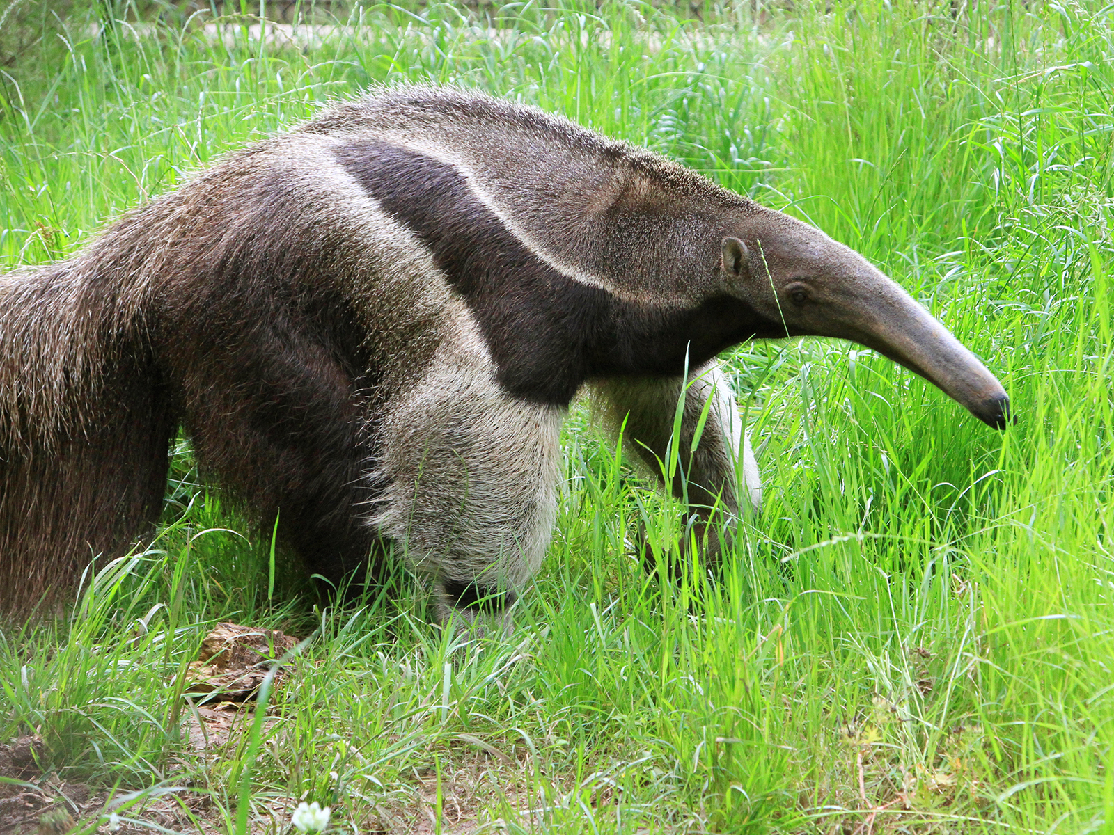 giant anteater in grass