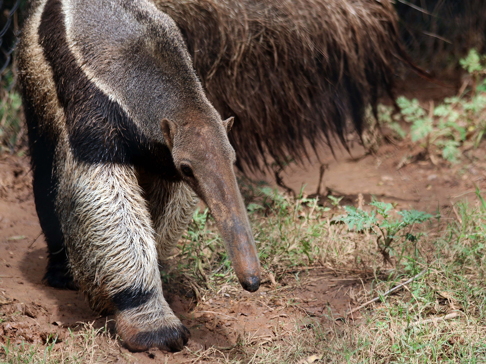 giant anteater walking