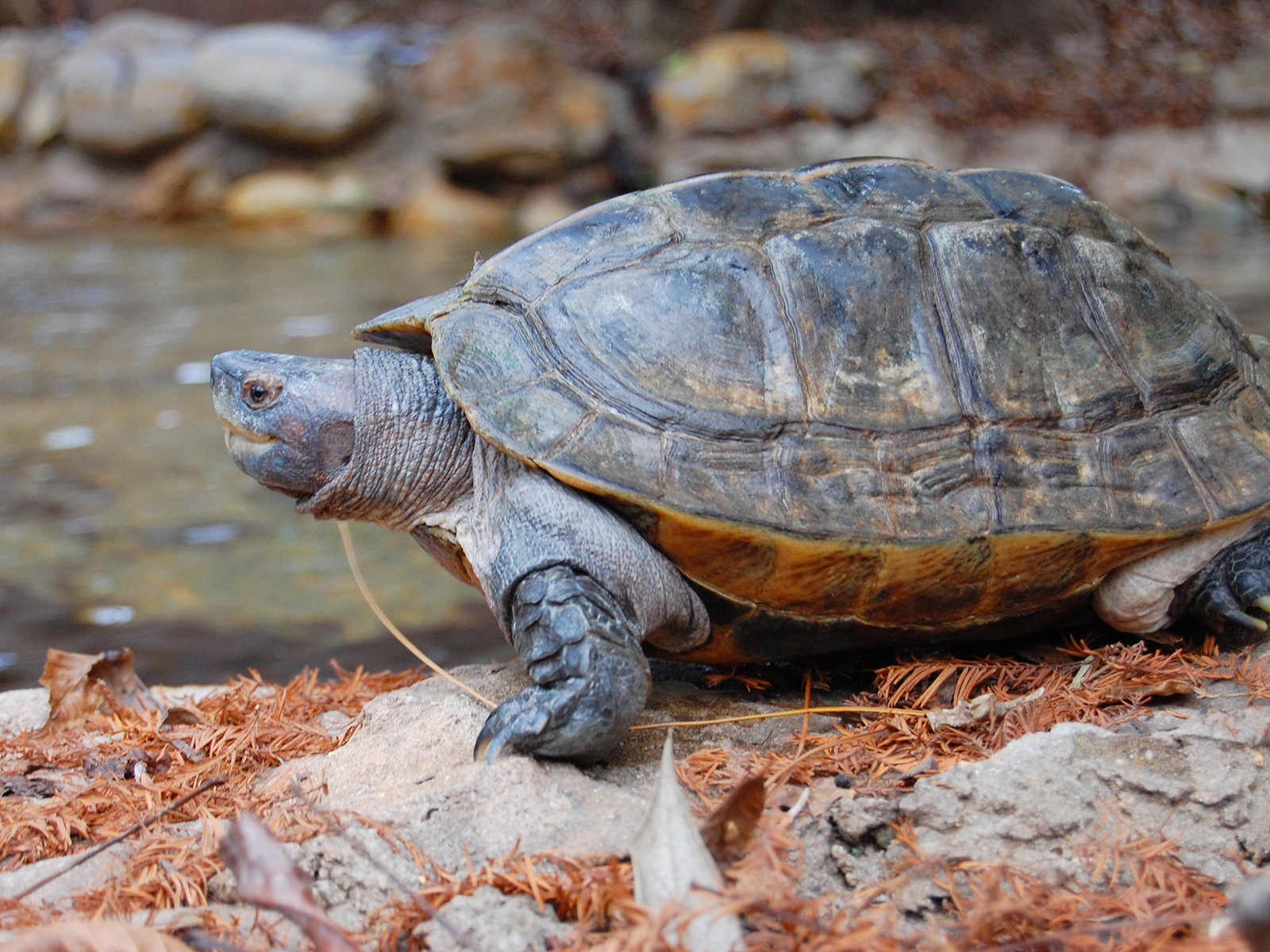 Giant Asian Pond Turtle