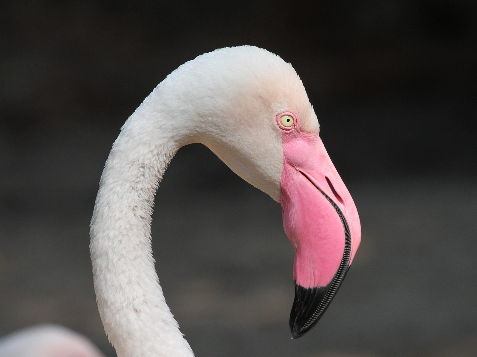 Greater Flamingo