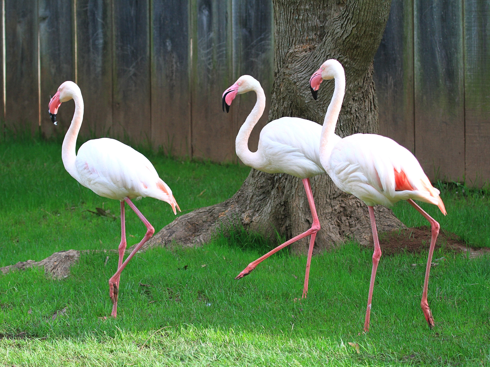 greater flamingos